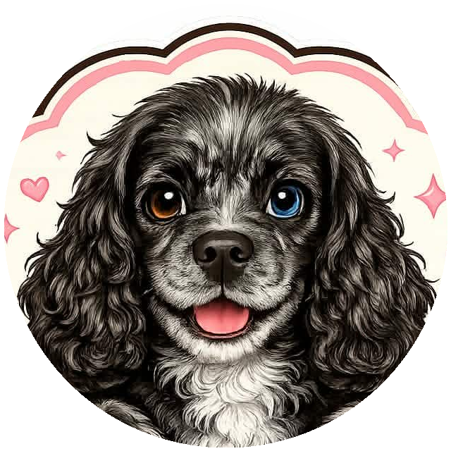 Cosmo — a black Cavalier King Charles Spaniel with one blue eye and one brown eye